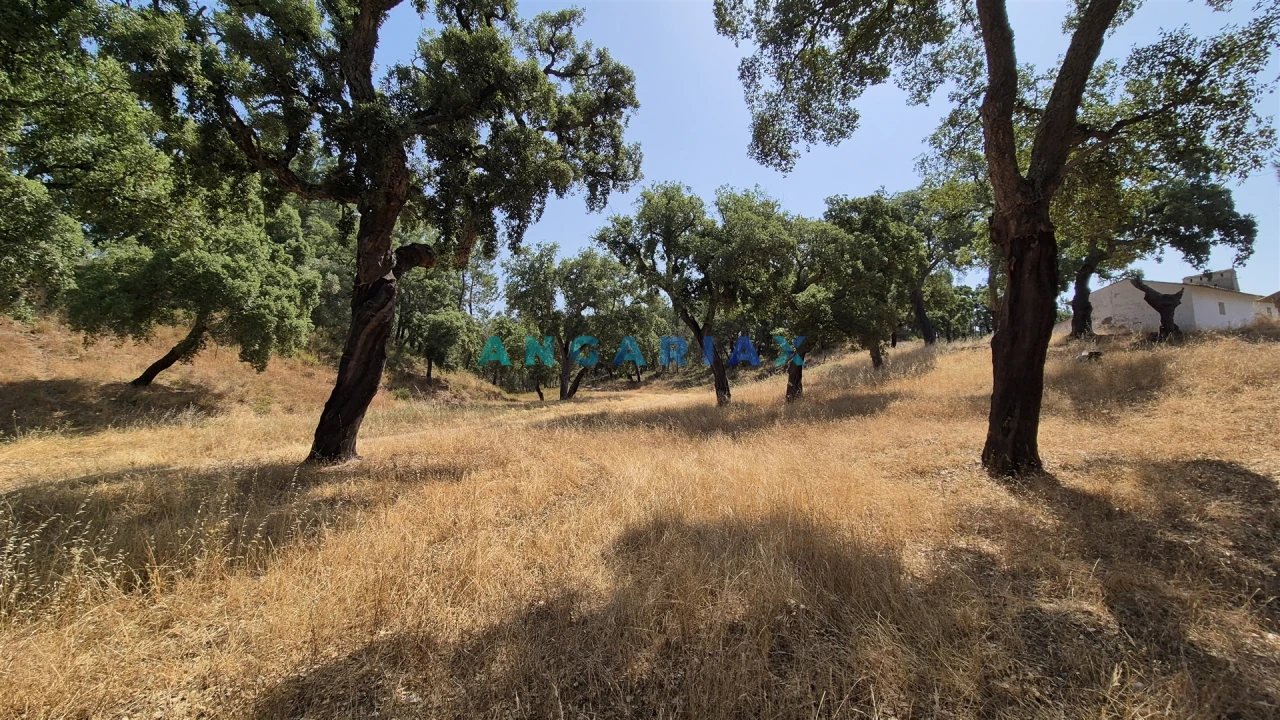 Terreno para Venda em Bemposta Foto 5