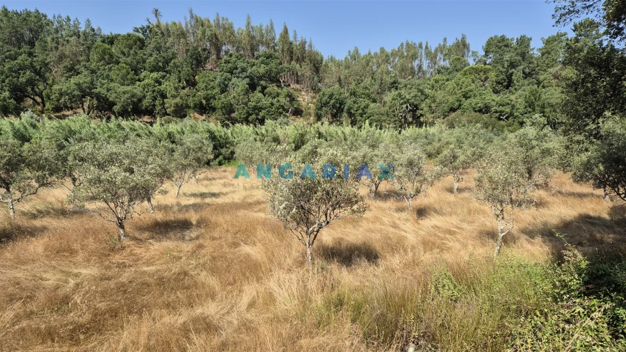 Terreno para Venda em Bemposta Foto 8