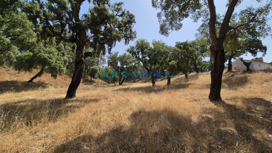 Terreno para Venda em Bemposta Foto 5