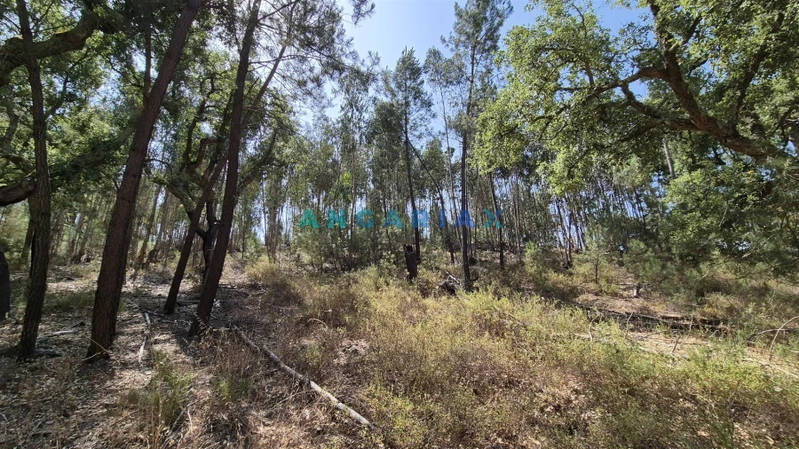 Terreno para Venda em Bemposta Foto 14