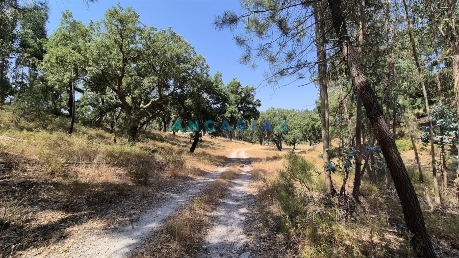 Terreno para Venda em Bemposta Foto 13