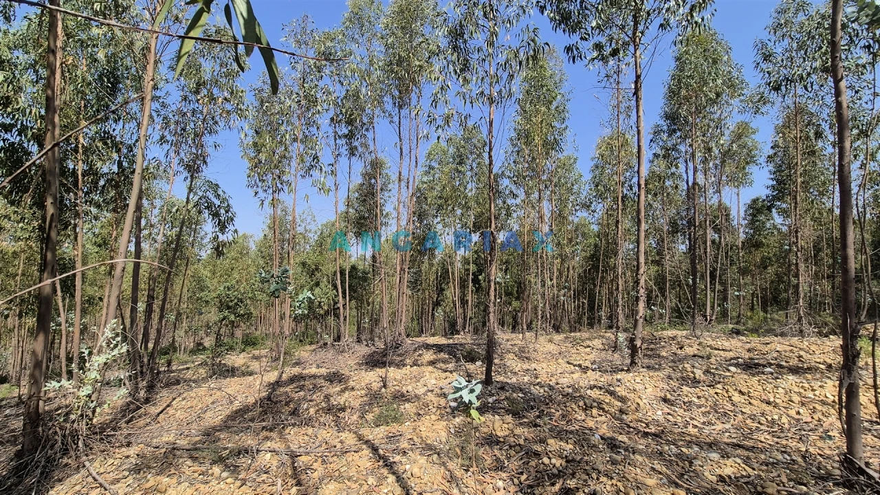 Terreno para Venda em Bemposta Foto 12