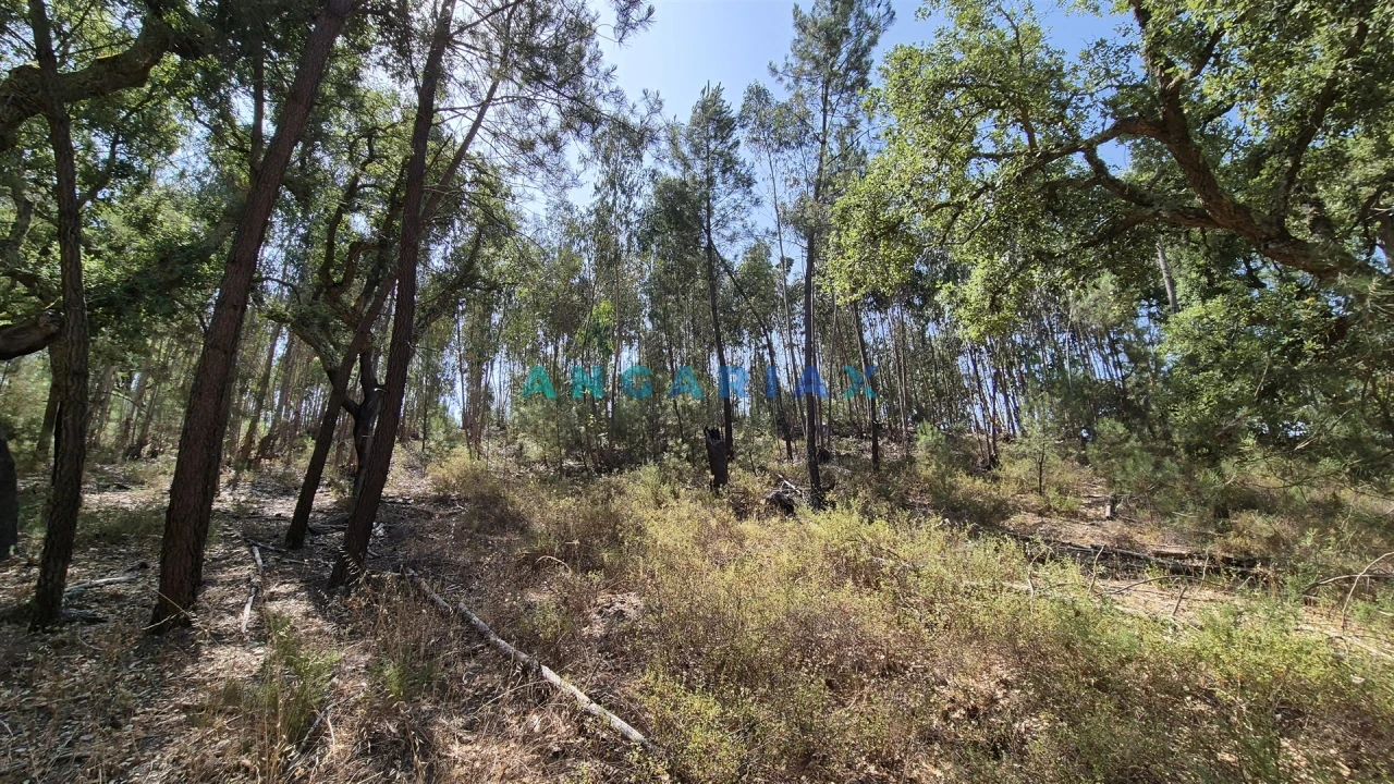 Terreno para Venda em Bemposta Foto 14