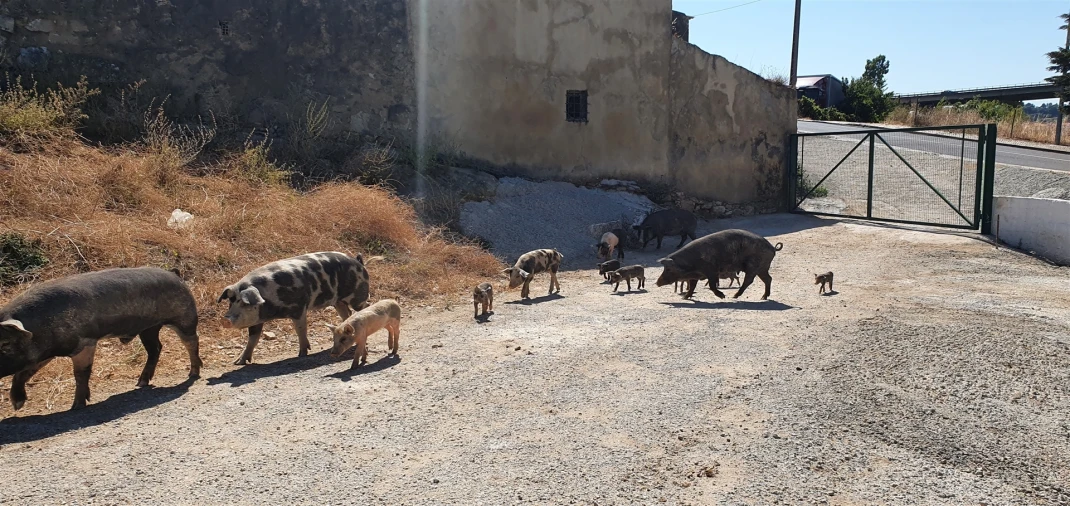 Terreno para Venda em Barcarena Foto 5
