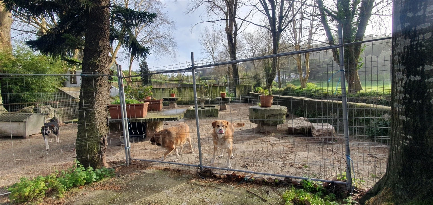 Terreno para Arrendamento em Barcarena Foto 13