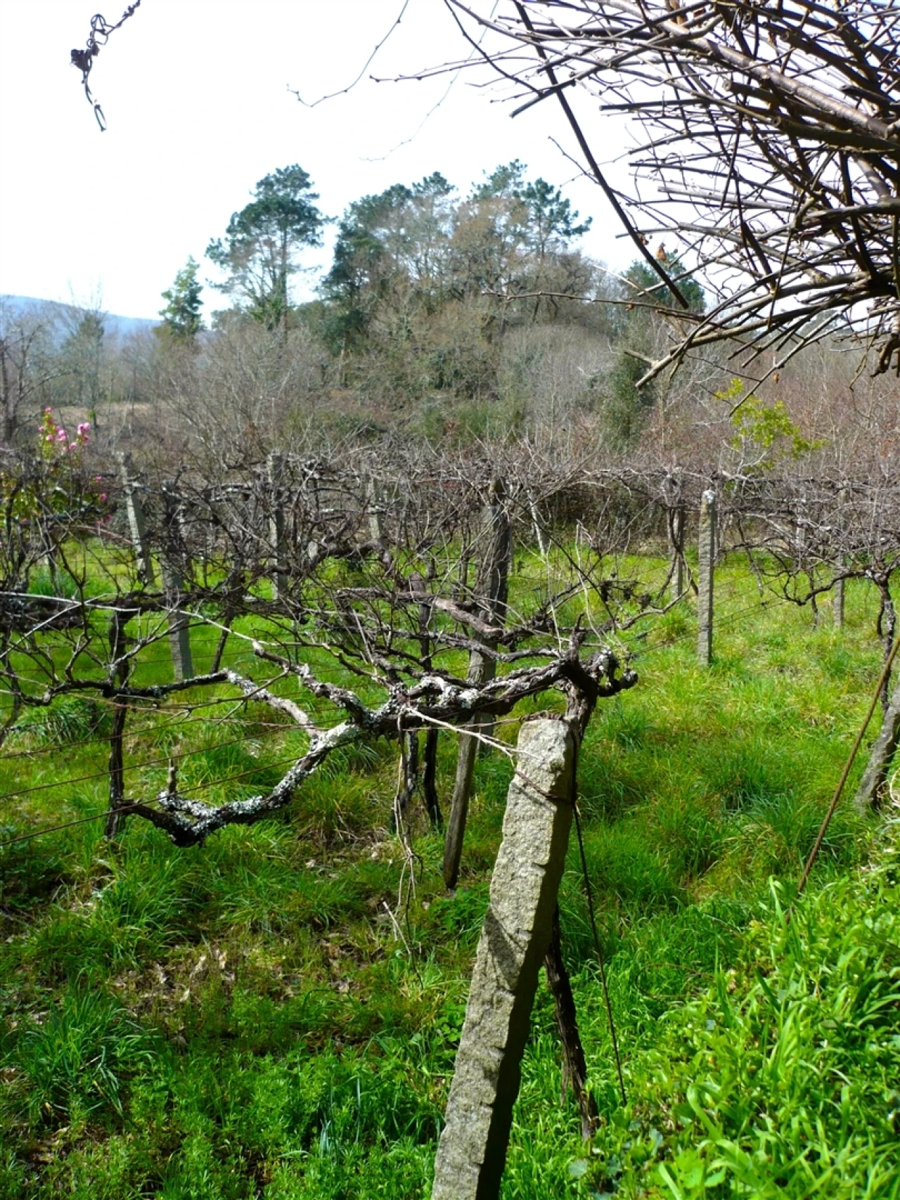 Moradia T3 para Venda em Covas Foto 28