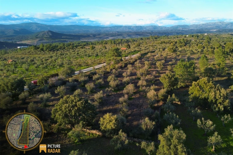 Terreno Agricola ou Rústico para Venda em Salgueiro do Campo Foto 11