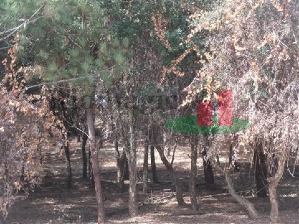 Quinta T5 para Venda em Rio Maior Foto 18