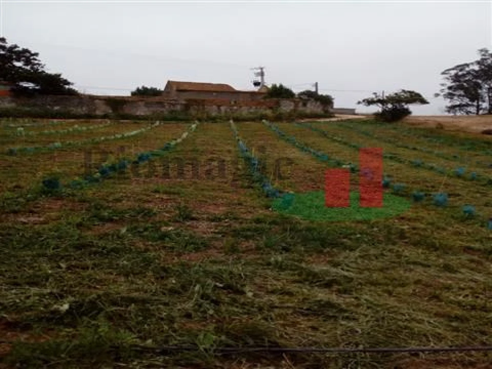 Quinta T5 para Venda em Rio Maior Foto 19