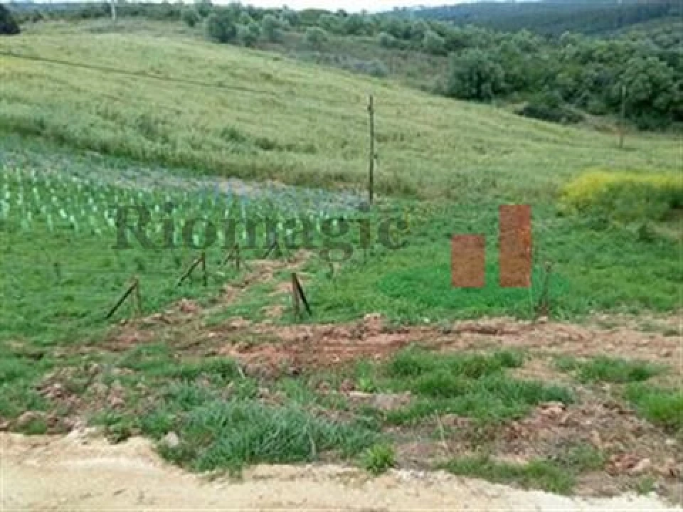 Quinta T5 para Venda em Rio Maior Foto 30