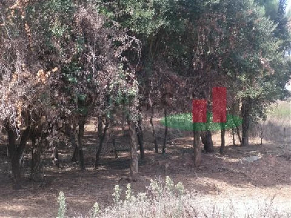 Quinta T5 para Venda em Rio Maior Foto 32