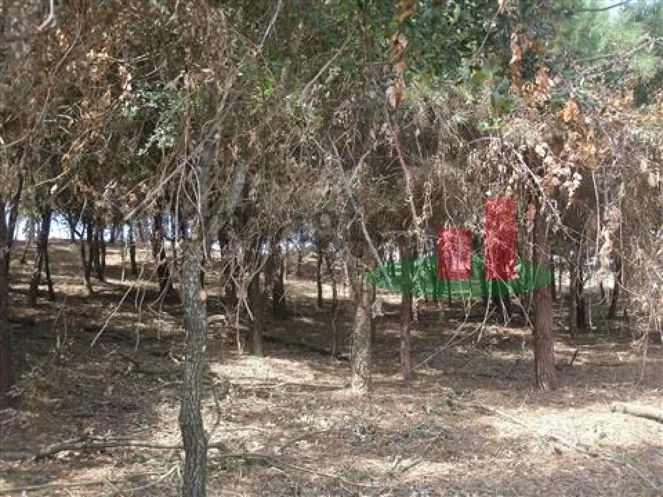 Quinta T5 para Venda em Rio Maior Foto 34