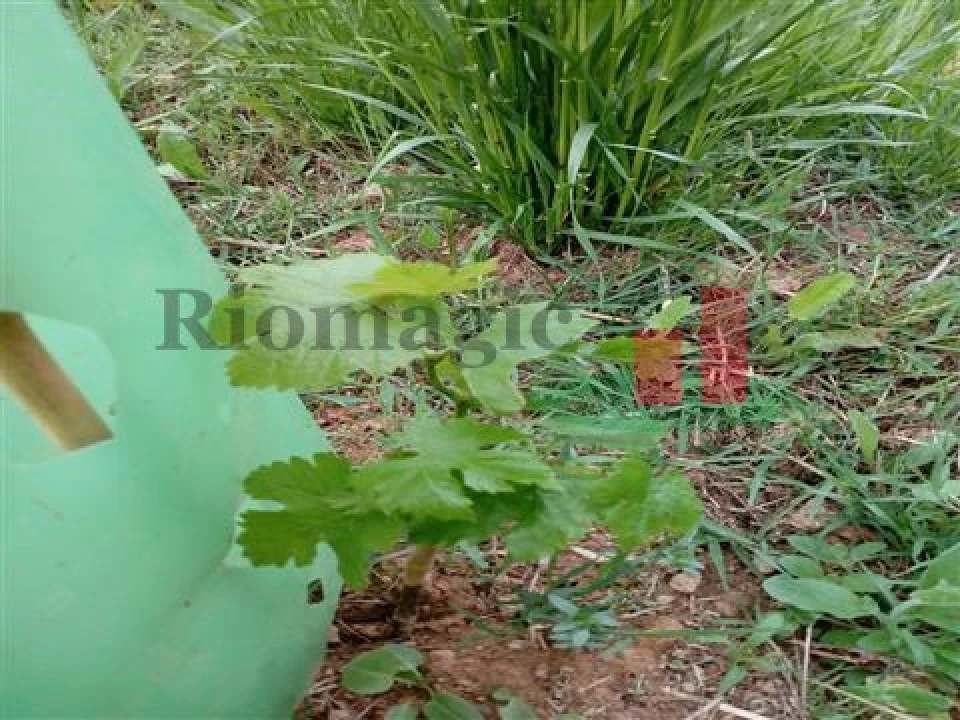 Quinta T5 para Venda em Rio Maior Foto 57