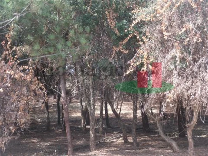 Quinta T5 para Venda em Rio Maior Foto 18