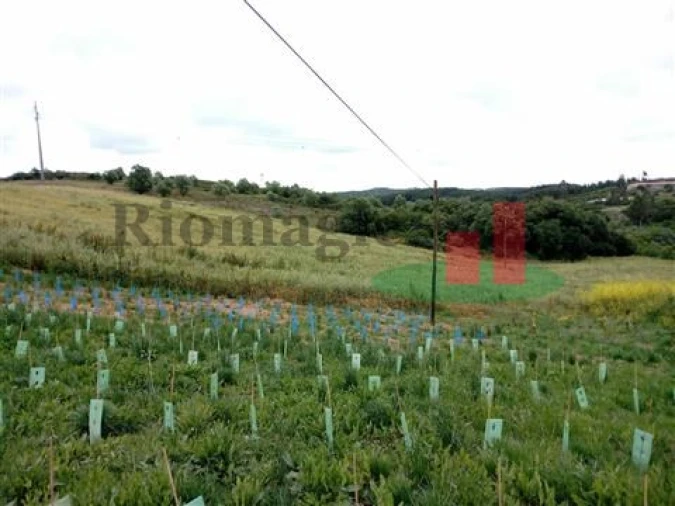 Quinta T5 para Venda em Rio Maior Foto 29