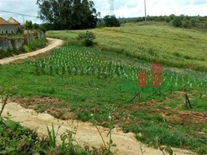 Quinta T5 para Venda em Rio Maior Foto 38