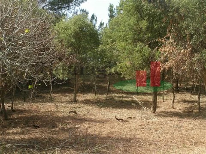 Quinta T5 para Venda em Rio Maior Foto 46