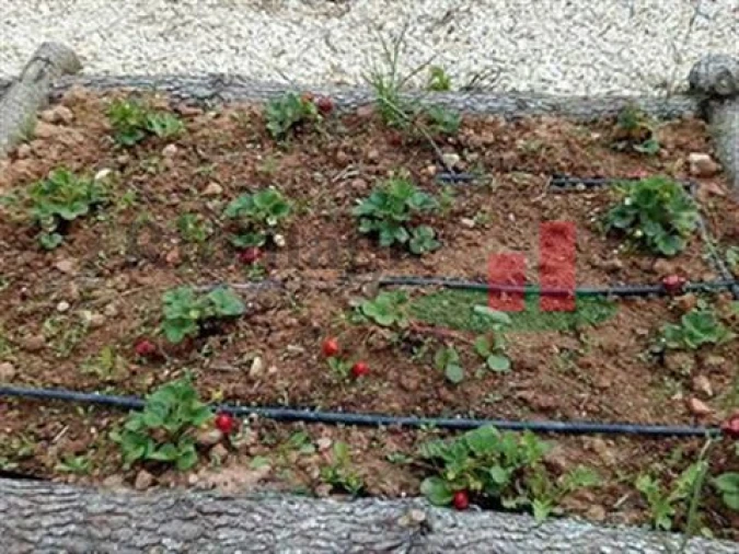 Quinta T5 para Venda em Rio Maior Foto 63