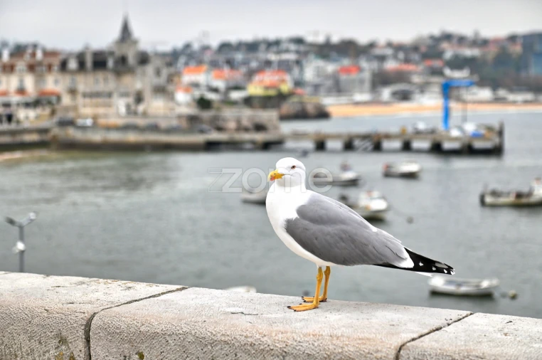 Negócio para Trespasse em Cascais e Estoril Foto 12