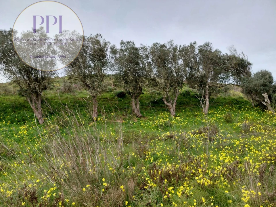 Terreno para Venda em Vila do Bispo e Raposeira Foto 11