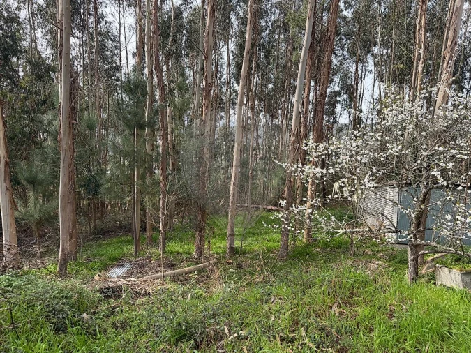 Armazém para Venda em Macieira de Cambra Foto 5