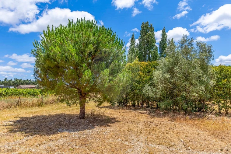 Quinta T3 para Venda em Alcoentre Foto 17