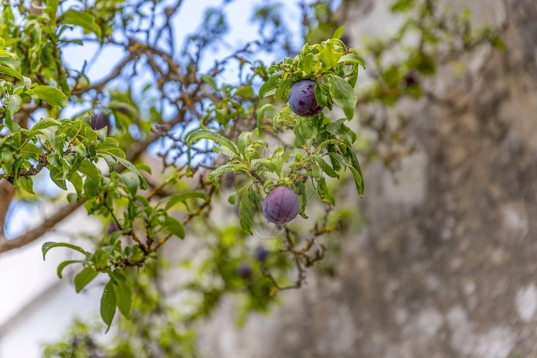 Quinta T3 para Venda em Alcoentre Foto 38