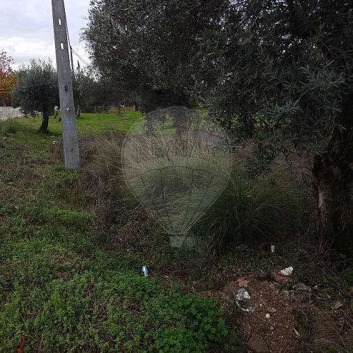 Terreno para Venda em Salgueiro do Campo Foto 3