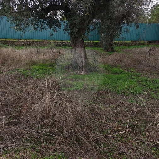 Terreno para Venda em Salgueiro do Campo Foto 6