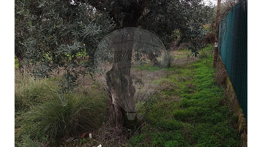 Terreno para Venda em Salgueiro do Campo