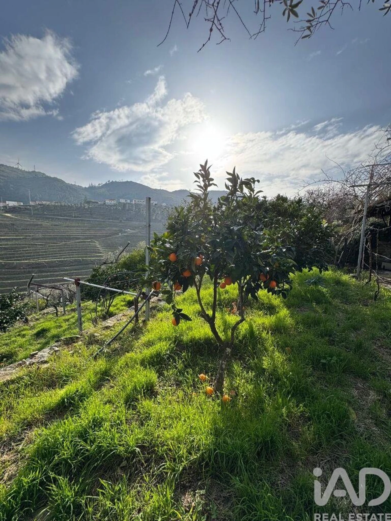 Terreno para Venda em Tabuaço Foto 1