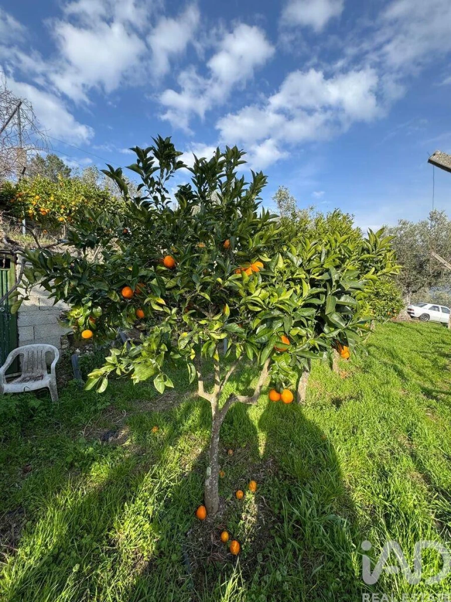 Terreno para Venda em Tabuaço Foto 13