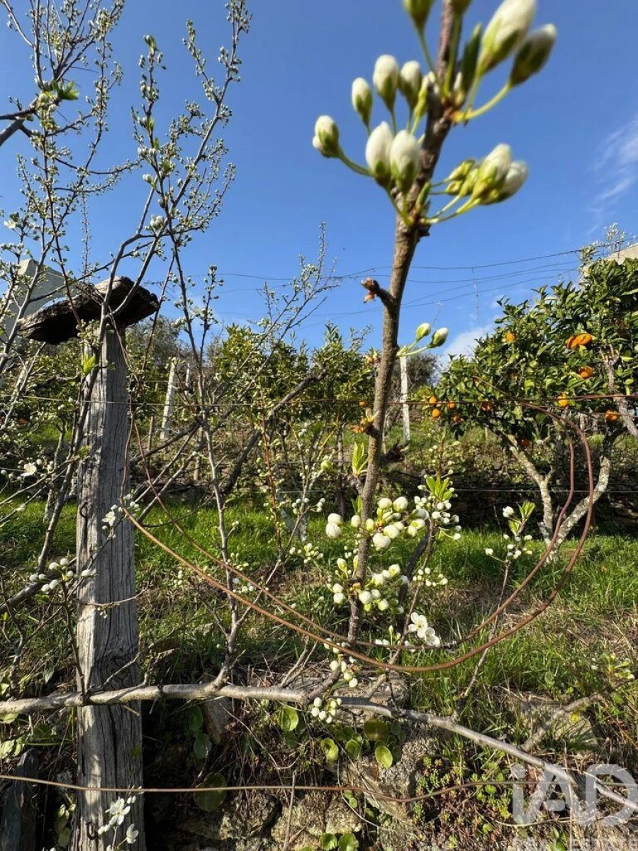 Terreno para Venda em Tabuaço Foto 14
