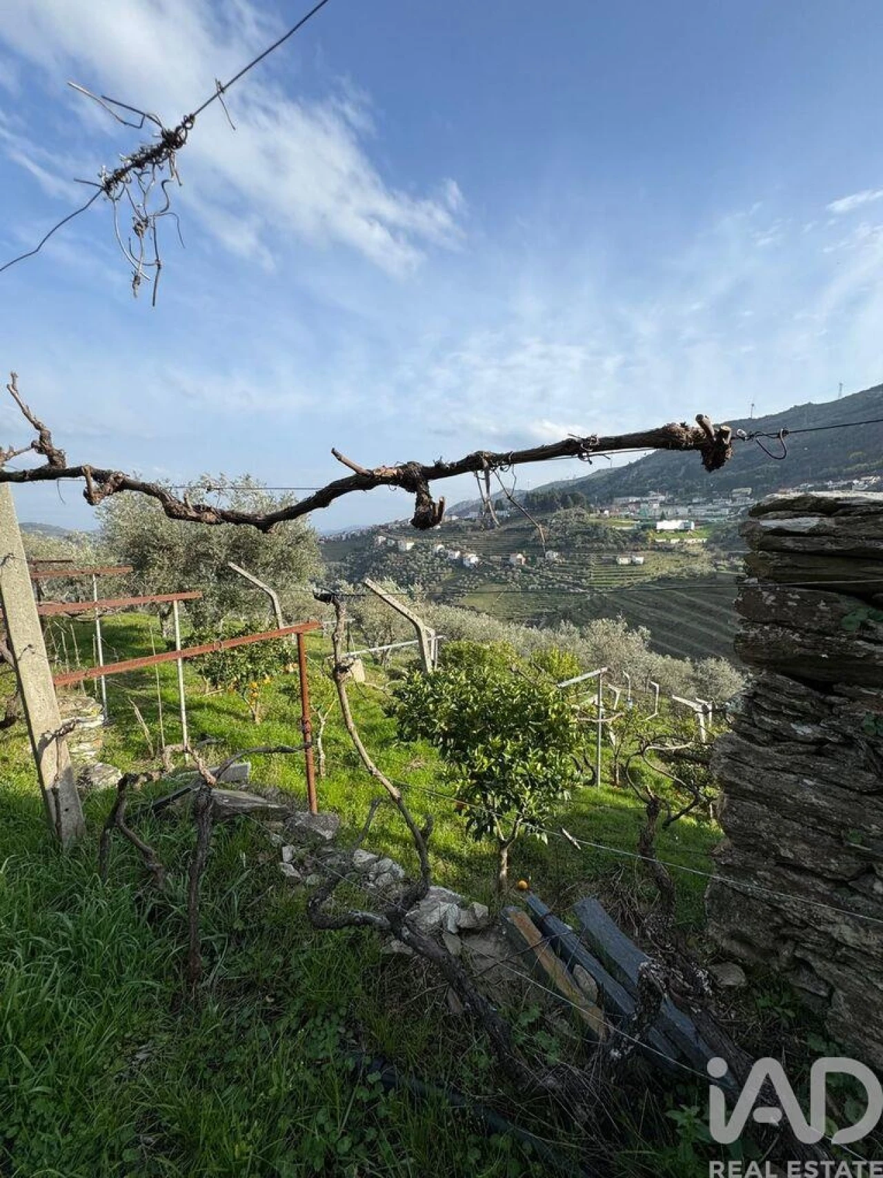 Terreno para Venda em Tabuaço Foto 11