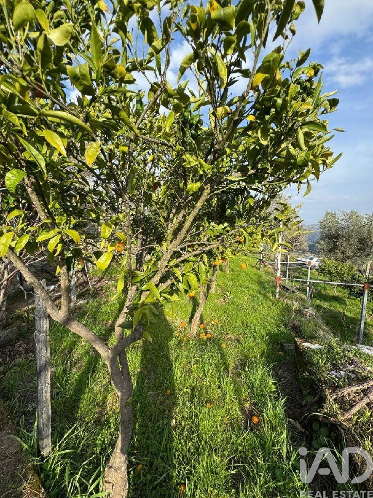 Terreno para Venda em Tabuaço Foto 15