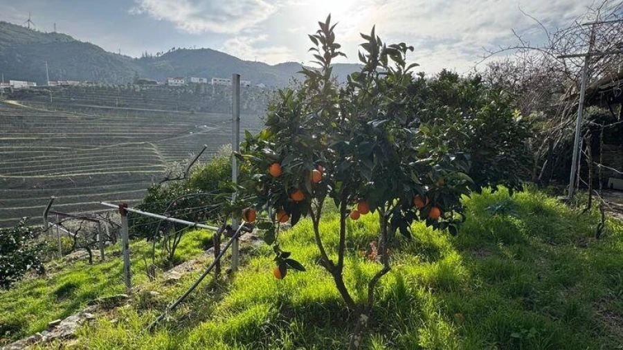 Terreno para Venda em Tabuaço