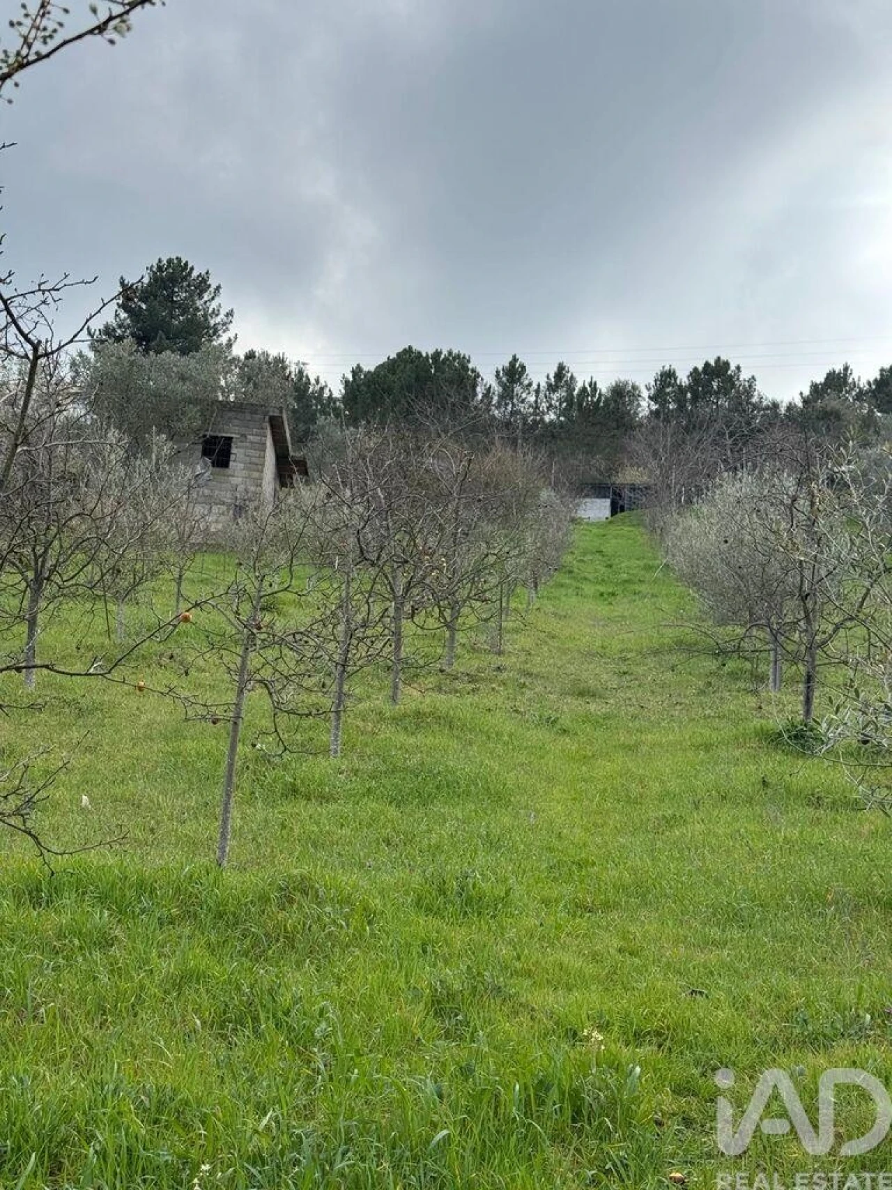 Terreno para Venda em Tabuaço Foto 3