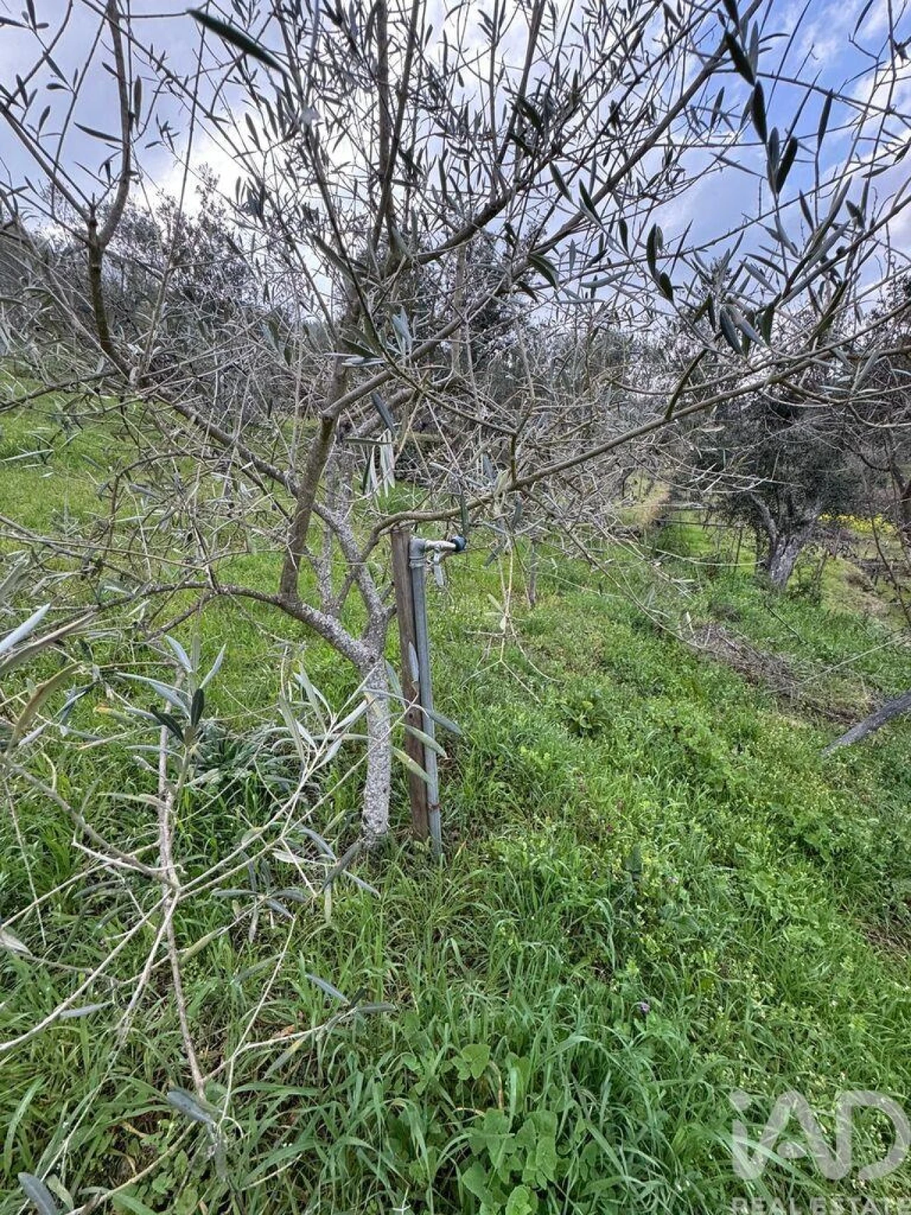 Terreno para Venda em Tabuaço Foto 14