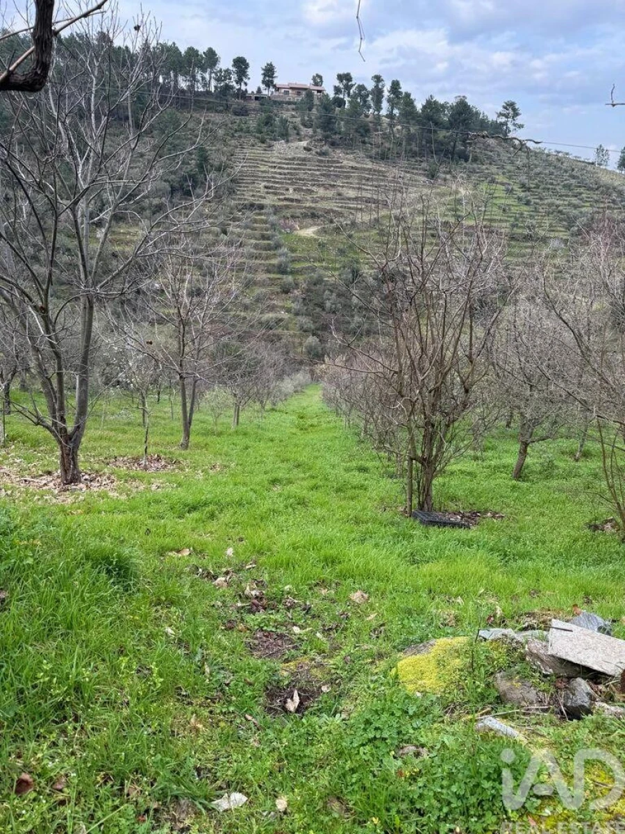 Terreno para Venda em Tabuaço Foto 9