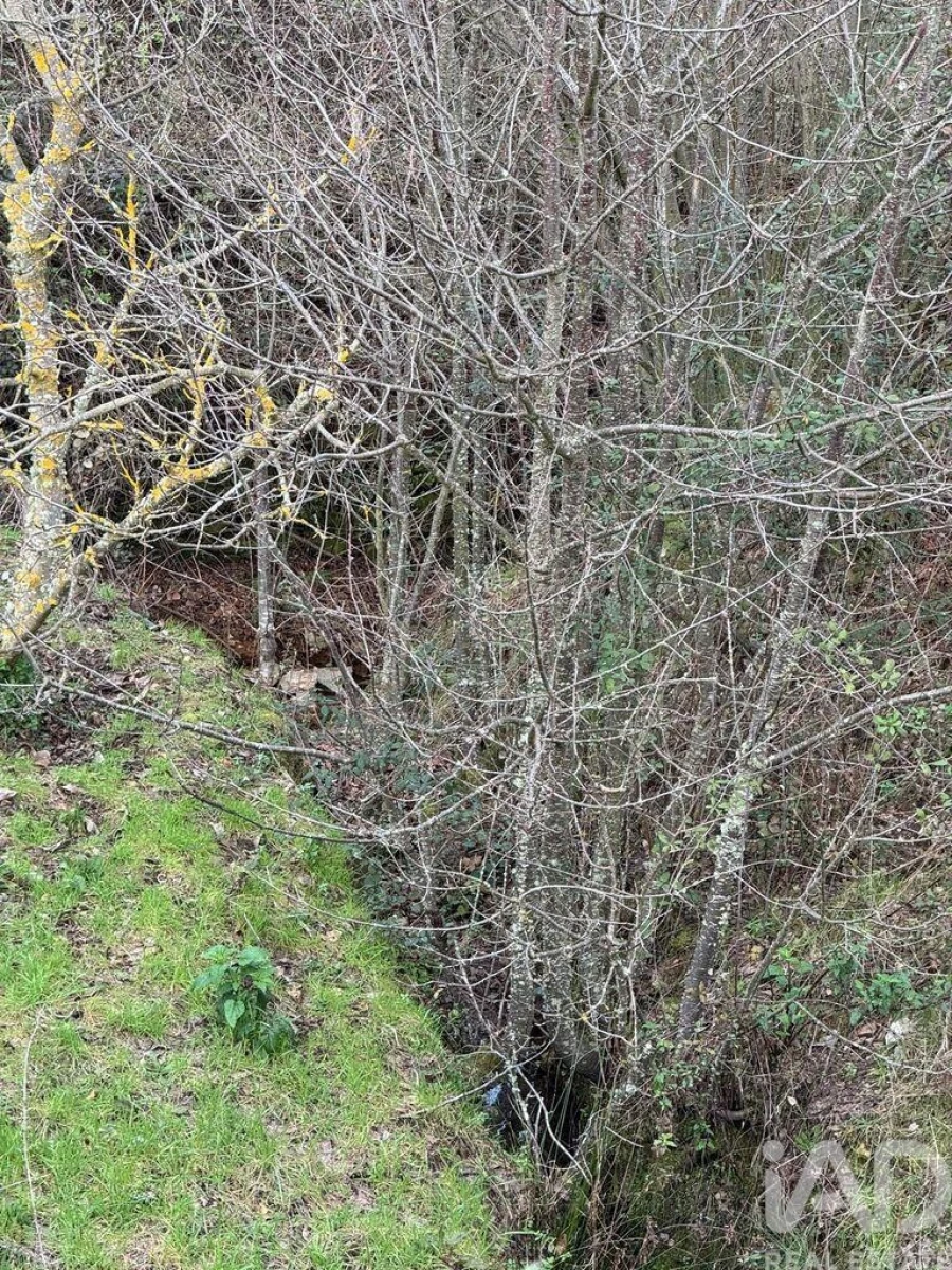 Terreno para Venda em Tabuaço Foto 10