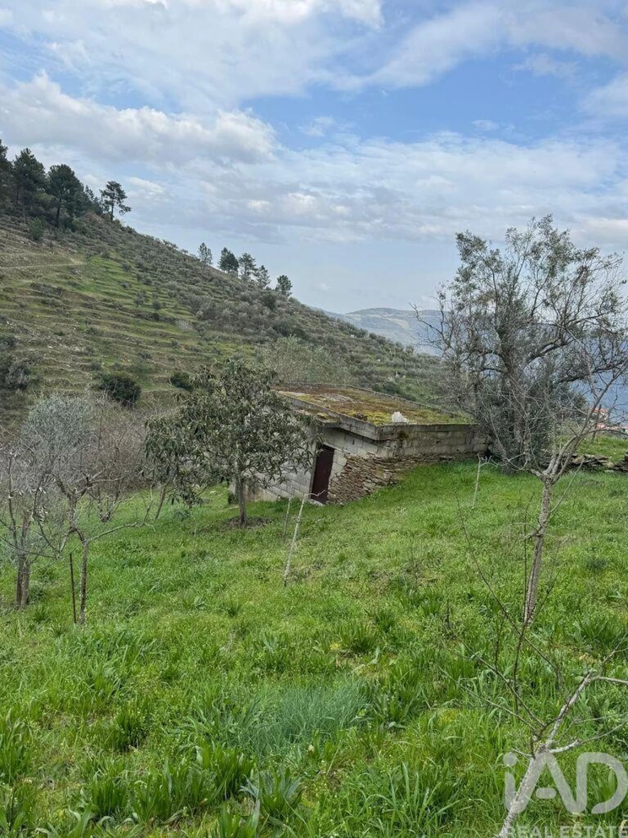 Terreno para Venda em Tabuaço Foto 1