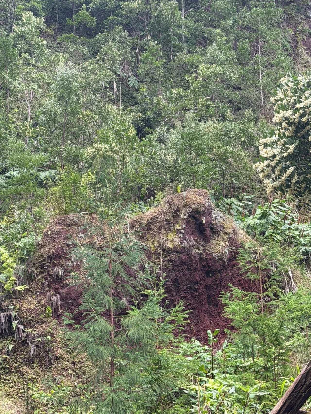Terreno para Venda em Povoação Foto 14