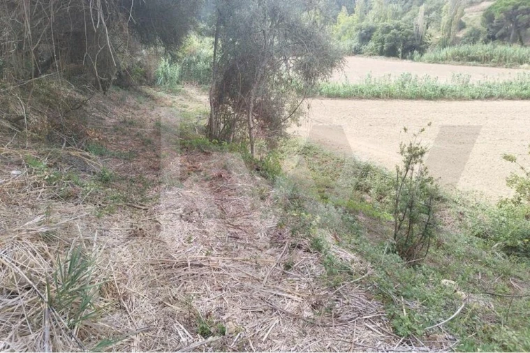 Terreno para Venda em Santo Isidoro Foto 7