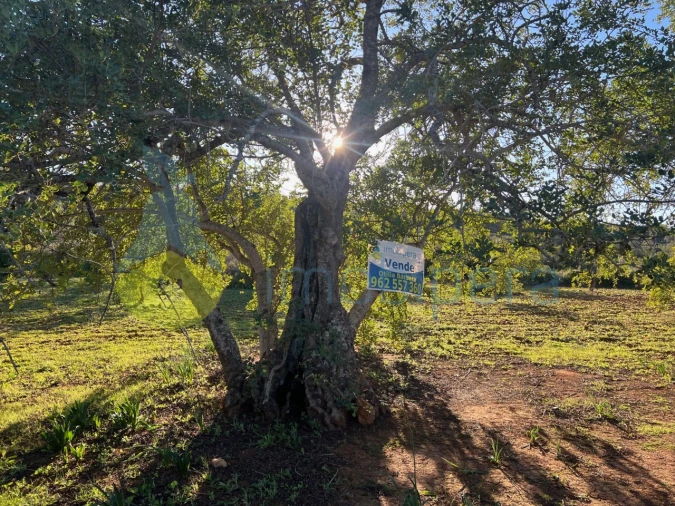 Terreno Agricola ou Rústico para Venda em Boliqueime Foto 7