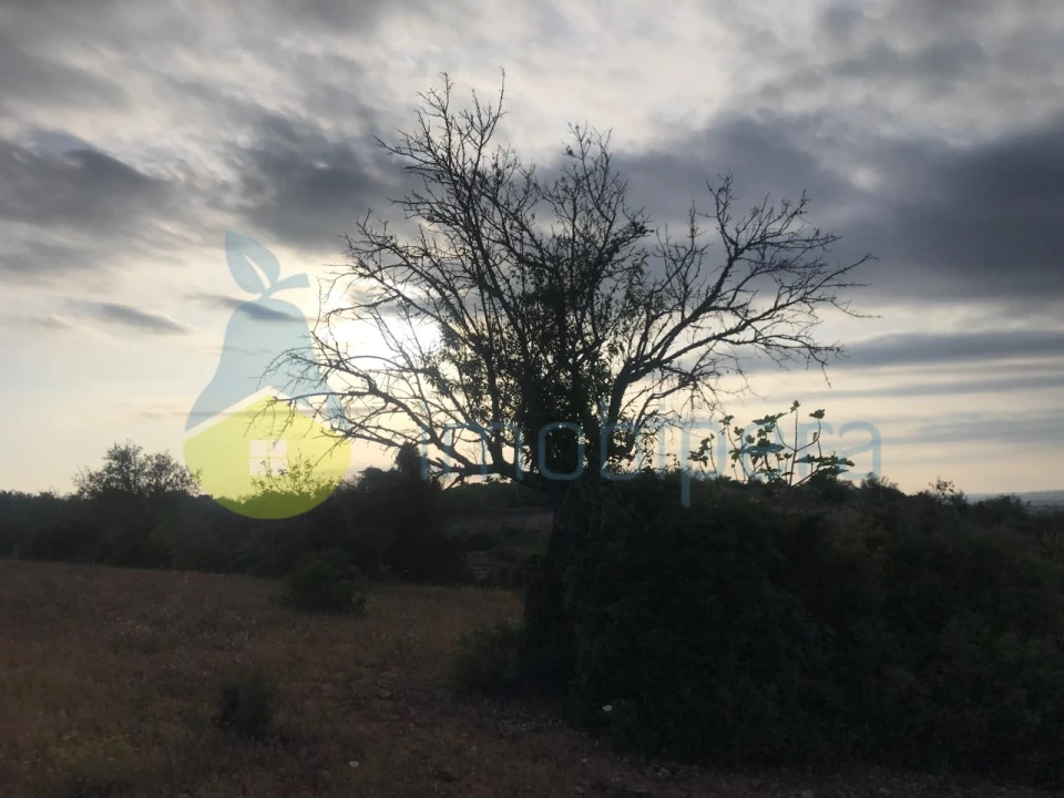 Terreno Agricola ou Rústico para Venda em Ferreiras Foto 22