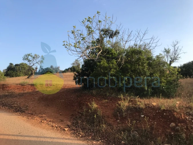 Terreno Agricola ou Rústico para Venda em Ferreiras Foto 12