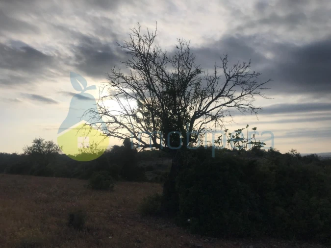 Terreno Agricola ou Rústico para Venda em Ferreiras Foto 22