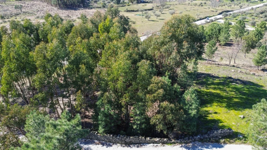 Terreno Agricola ou Rústico para Venda em Penamacor Foto 4
