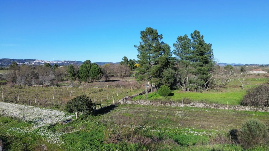 Terreno Agricola ou Rústico para Venda em Penamacor Foto 5
