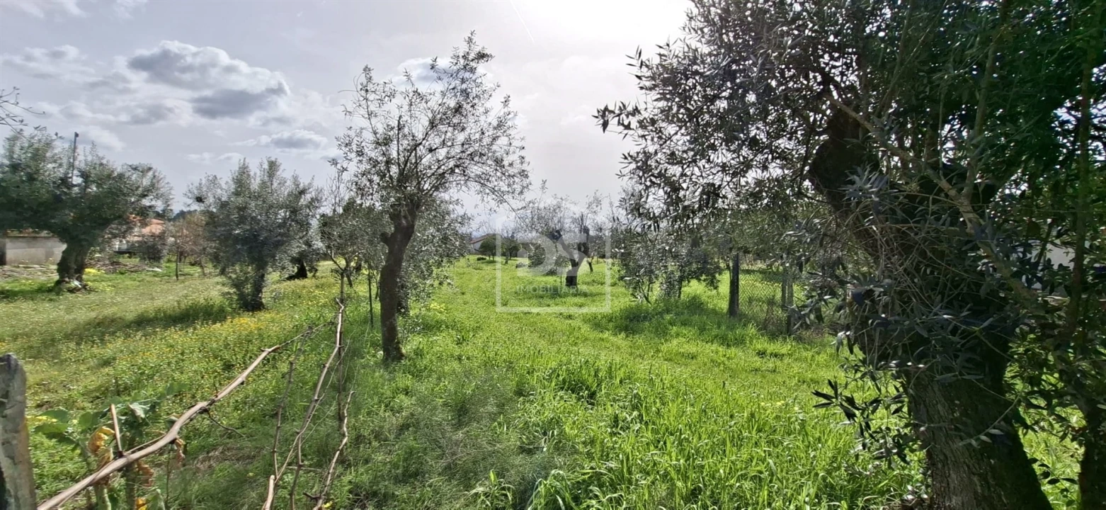 Terreno para Venda em Currelos, Papízios e Sobral Foto 16